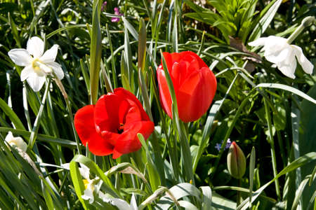 Tulips and narcissuses the colour scale create harmonyの写真素材