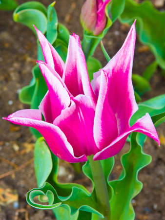 The tulip is photographed in the Nikitsky botanical garden. A new kind.の写真素材