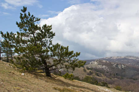 The wind essentially influences the form of a crone of a treeの写真素材