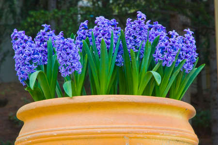 Hyacinths have many versions. The picture is made on southern coast of Crimea.の写真素材