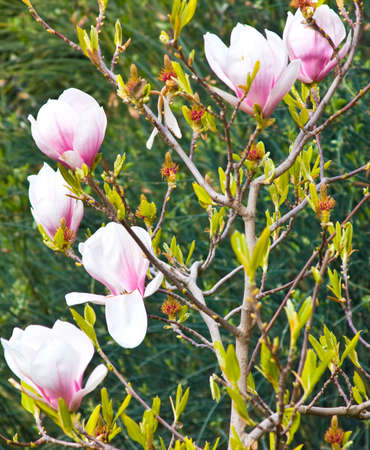 The magnolia has many kinds. The picture is made on Southern coast of Crimea.の写真素材