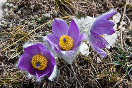 Crocuses grow on a mountain slope Ah-petri between stonesの写真素材