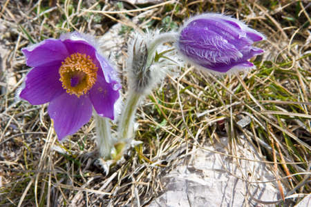 Crocuses grow on a mountain slope Ah-petri between stonesの写真素材