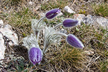 Crocuses grow on a mountain slope Ah-petri between stones. Now it their buds.の写真素材