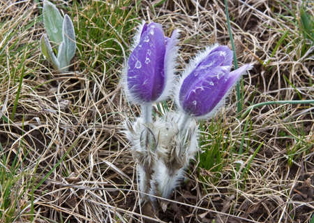 Crocuses grow on a mountain slope Ah-petri between stonesの写真素材