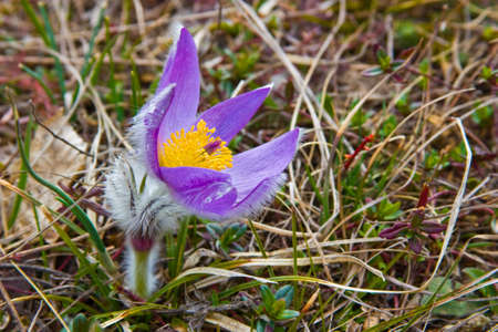 Crocuses - the first flowers of spring. Grow in woods and on slopes of mountains.の写真素材