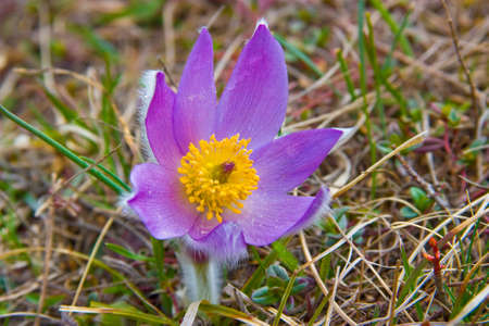 Crocuses - the first flowers of spring. Grow in woods and on slopes of mountainsの写真素材