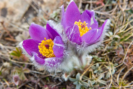 Crocuses - the first flowers of spring. Grow in woods and on slopes of mountains.の写真素材