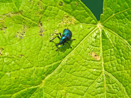 Curculionidae concerns dangerous wreckers of garden trees.の写真素材