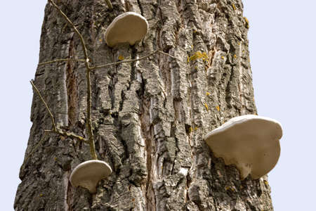 Three tinder funguses have grown on old poplar. The picture is made from below.の写真素材