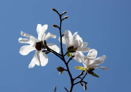 Magnolia white - Europe first to spring flowersの写真素材