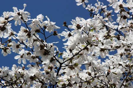 Magnolia white - Europe first to spring flowersの写真素材
