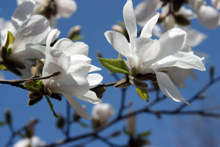 Magnolia white - Europe first to spring flowersの写真素材