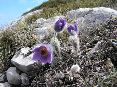 These are the first flowers of spring. Grow in woods and on slopes of mountainsの写真素材