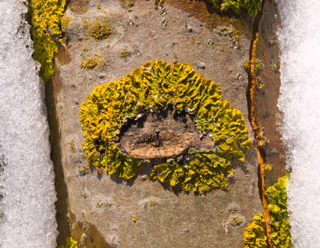 Lichens on bark of trees create beautiful, unique patterns.の写真素材