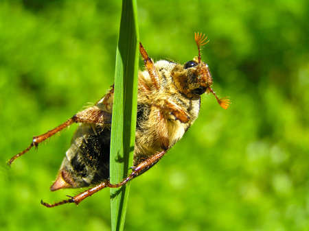 May-bugs work great mischief to plants. They eat their leaves.の写真素材