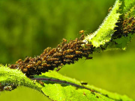 Plant louse do the big harm to plants. It weakens them, carries virus diseasesの写真素材