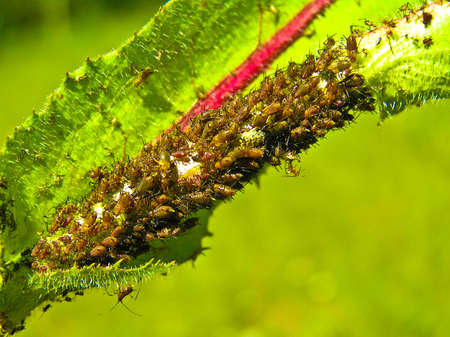 Plant louse do the big harm to plants. It weakens them, carries virus diseases.の写真素材