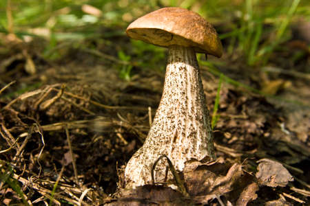 Birch mushroom - an edible fungi. There are in birch woods.の写真素材