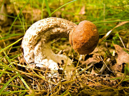 Under the influence of certain factors the aspen mushroom has got such form.の写真素材