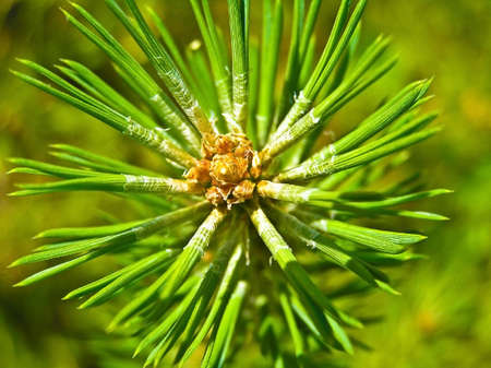 Growing branch of a pine. Young needles and kidneys.の写真素材