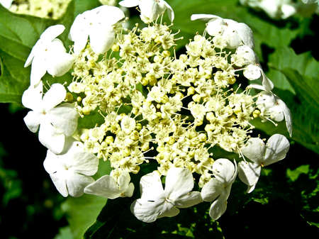 Guelder-rose flowering drops to the end of spring. The picture is made in solar weather.の写真素材