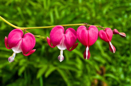 Flowers with the unusual form always draw attention.の写真素材
