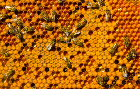Honeycomb frames filled with ambrosia and bee broodの写真素材