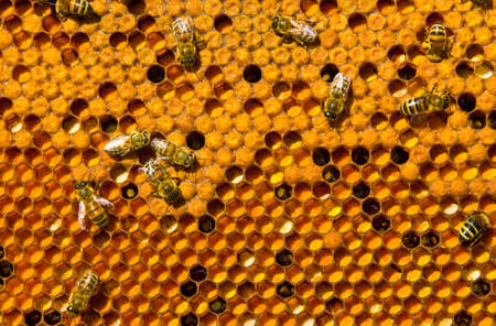 Honeycomb frames filled with ambrosia and bee broodの写真素材