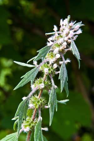 Pustyrnyk (Leonurus cardiaca, Leonuri Herba) is a medicinal grass. It is used as cardiac.
