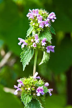 A dead-nettle is white (nettle is deaf) is grassy perennial. Medical grass.