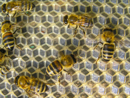 Young bees execute different works in a beehive.