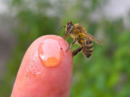 A bee collects honey from a beekeeper thumb.の写真素材