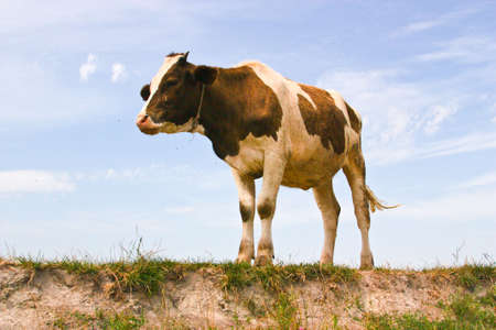The calf stands over a cliff reservoir. Shot against the sky allows us to see the contours of the animal.の写真素材