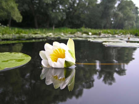 Water lily, water lily (Nymphaea) - The amphibious plant. Flowers are up to 12 cm in diameter.の写真素材