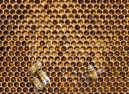 In the comb are the larvae of bees future. Adult bees feed them their milk.