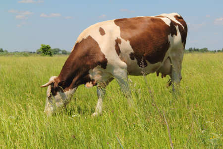 A cow eats with pleasure growing in the pasture grass. Her udders full of milk.の写真素材