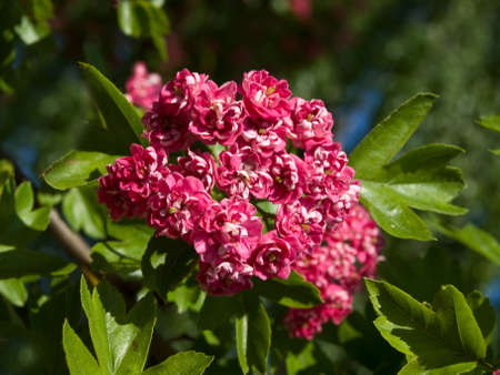 Hawthorn flowers in May. Its flowers and fruits are used in medicine.