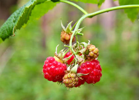 This edible berries. Can also be used in alternative medicine.の写真素材