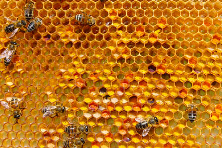 Storage of pollen - one of the types of work bees.の写真素材