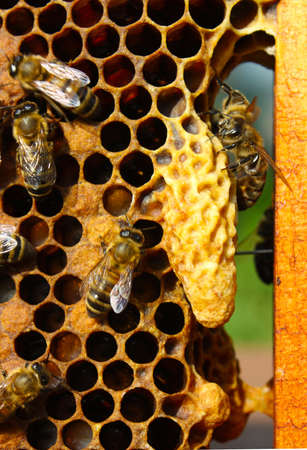 The bees take care of larvae of bees and their future mistress - mother colony.