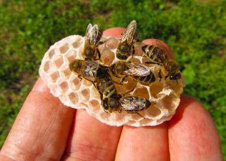 Bees removed nectar, which the beekeeper poured into honeycomb.の写真素材