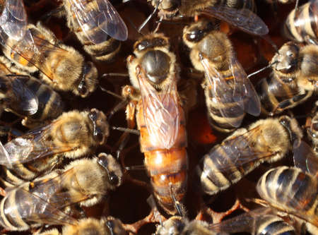 Queen bee surrounded by the workers  The movement of bees always leads to a blurred image の写真素材