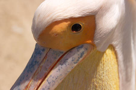 The picture was taken at a zoo in Ukraine  Bird free to admit himself の写真素材