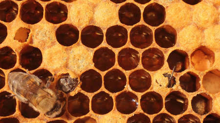 Bees goes to open the cocoon  The facility is accessible enough for photography  This is a beekeepers can afford の写真素材