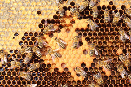 Bees take care of the larvae - their new generation 