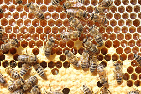 Bees take care of the larvae - their new generationの写真素材