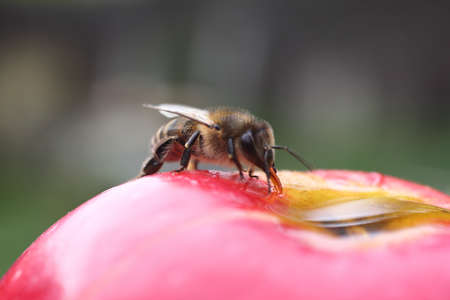 Bee takes honey from going into the apple