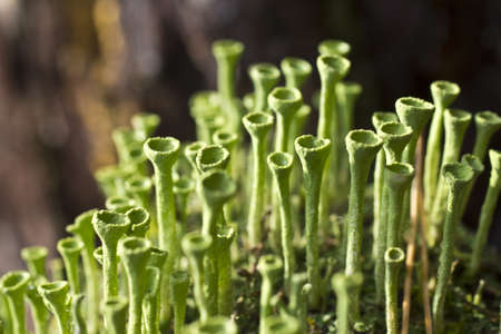 One species of lichen - Kladoniya cup-shapedの写真素材