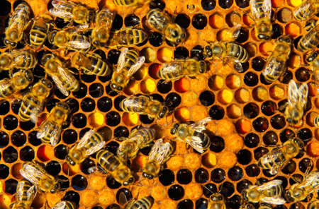 Bees convert nectar into honey and close it in the honeycomb, and care for the larvae
